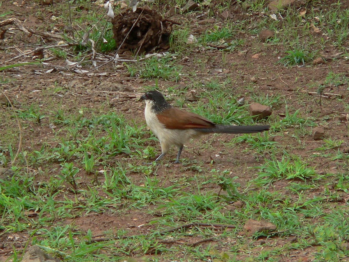 White-browed Coucal (Burchell's) - Paul Suchanek