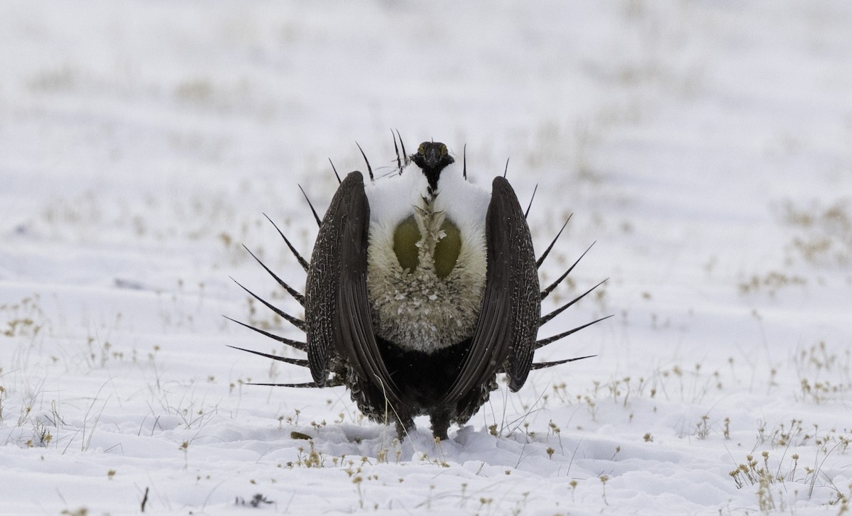 Greater Sage-Grouse - ML153186201