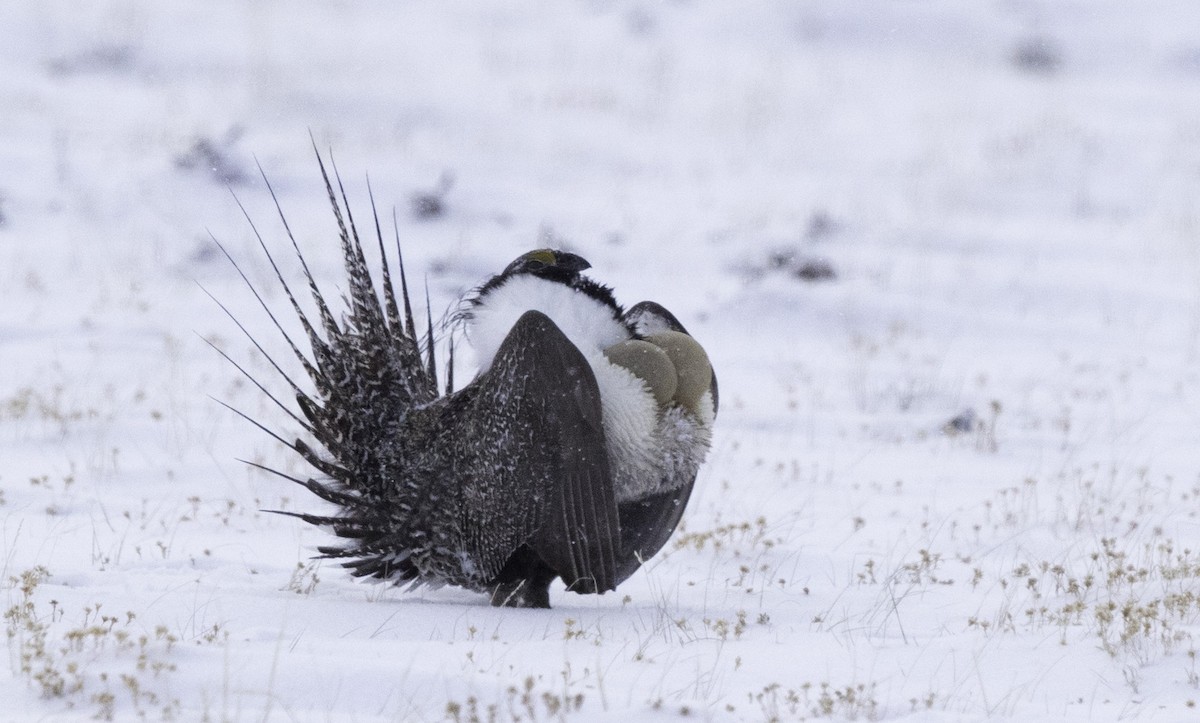 Greater Sage-Grouse - ML153186211