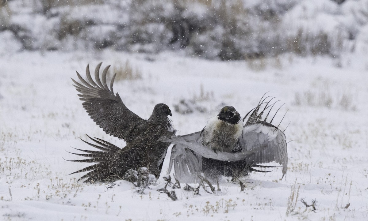 Greater Sage-Grouse - ML153186251