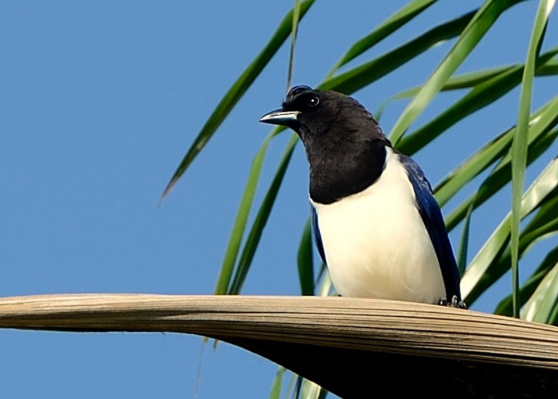 Curl-crested Jay - ML153186291