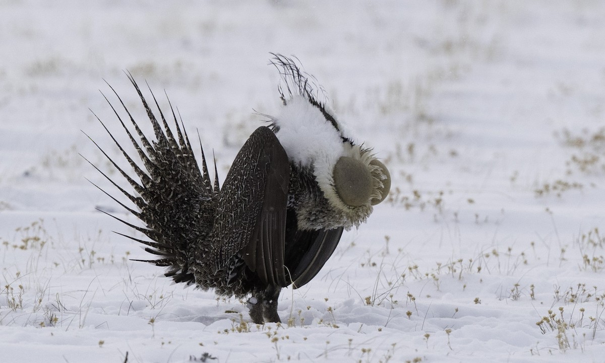 Greater Sage-Grouse - ML153186361