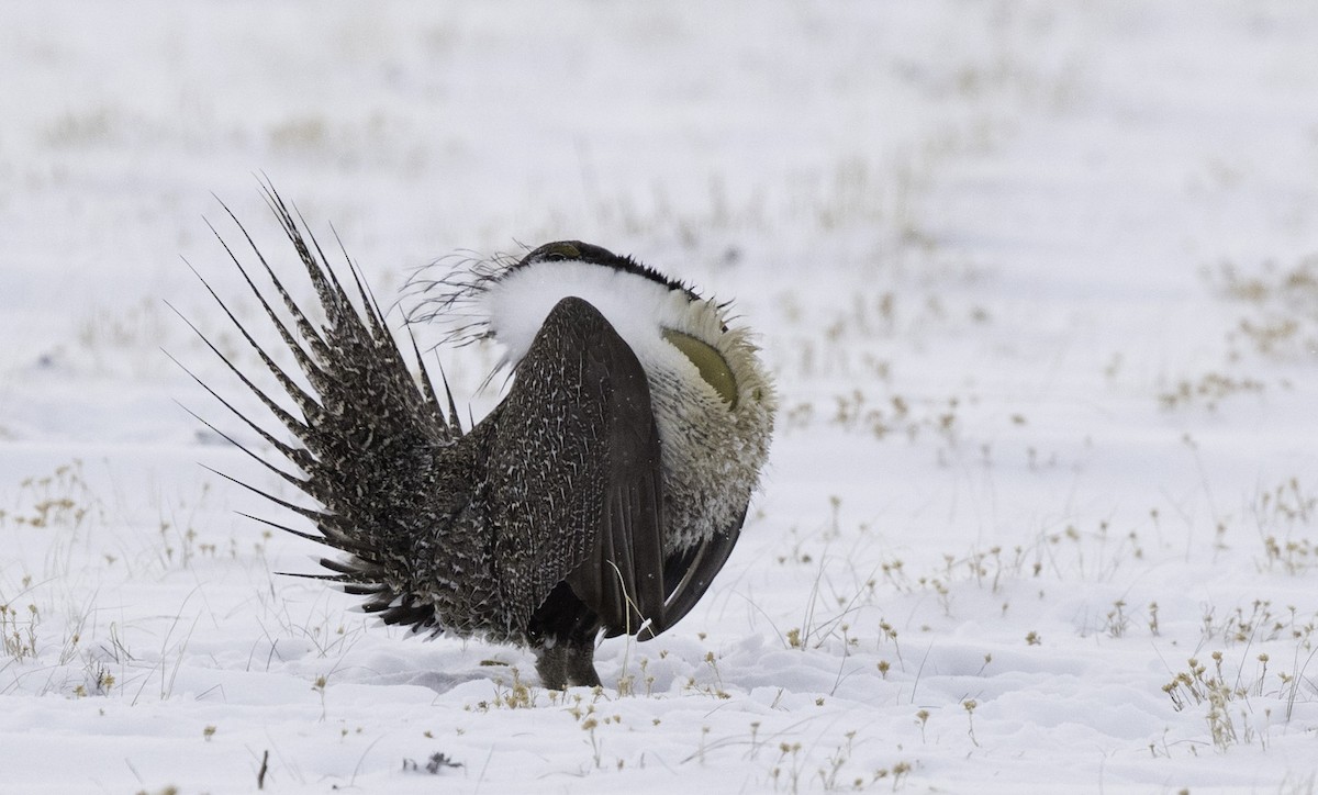 Greater Sage-Grouse - ML153186371
