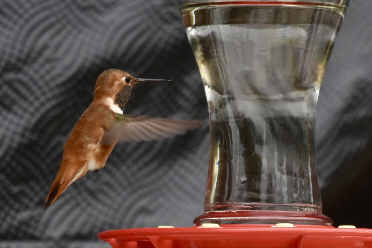 Rufous Hummingbird - ML153187481