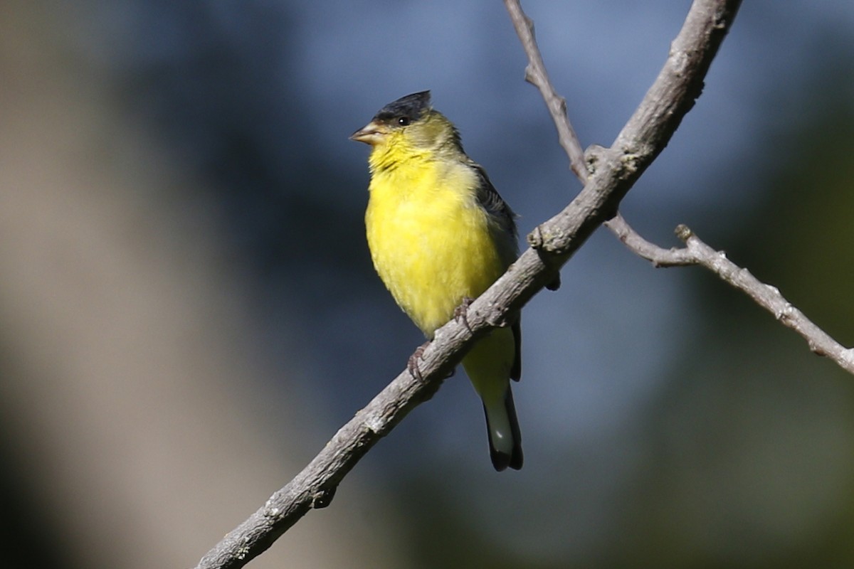 Lesser Goldfinch - Donna Pomeroy