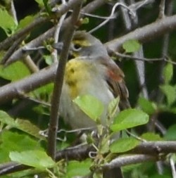 Dickcissel - Jack and Shirley Foreman