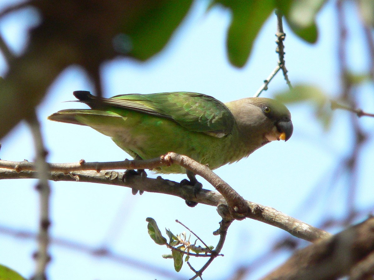 Brown-headed Parrot - Paul Suchanek