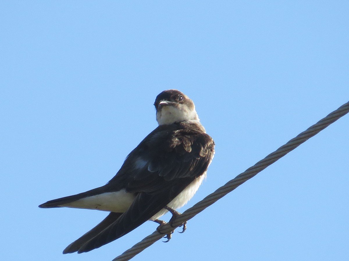 Brown-chested Martin - ML153189591