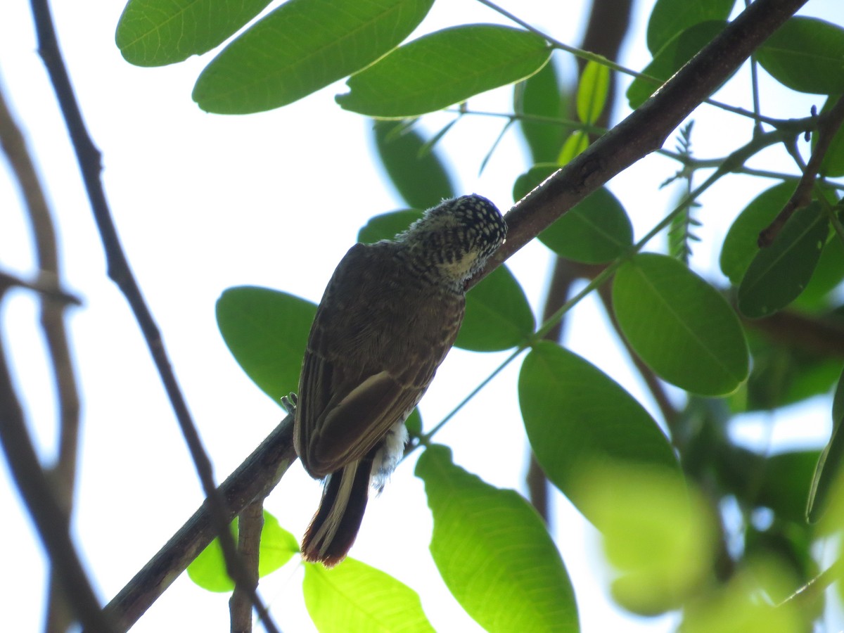 White-barred Piculet - ML153189751
