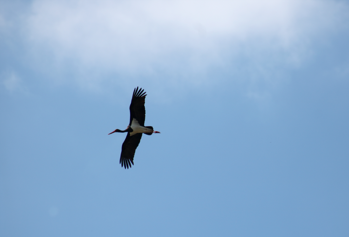 Black Stork - ML153190121