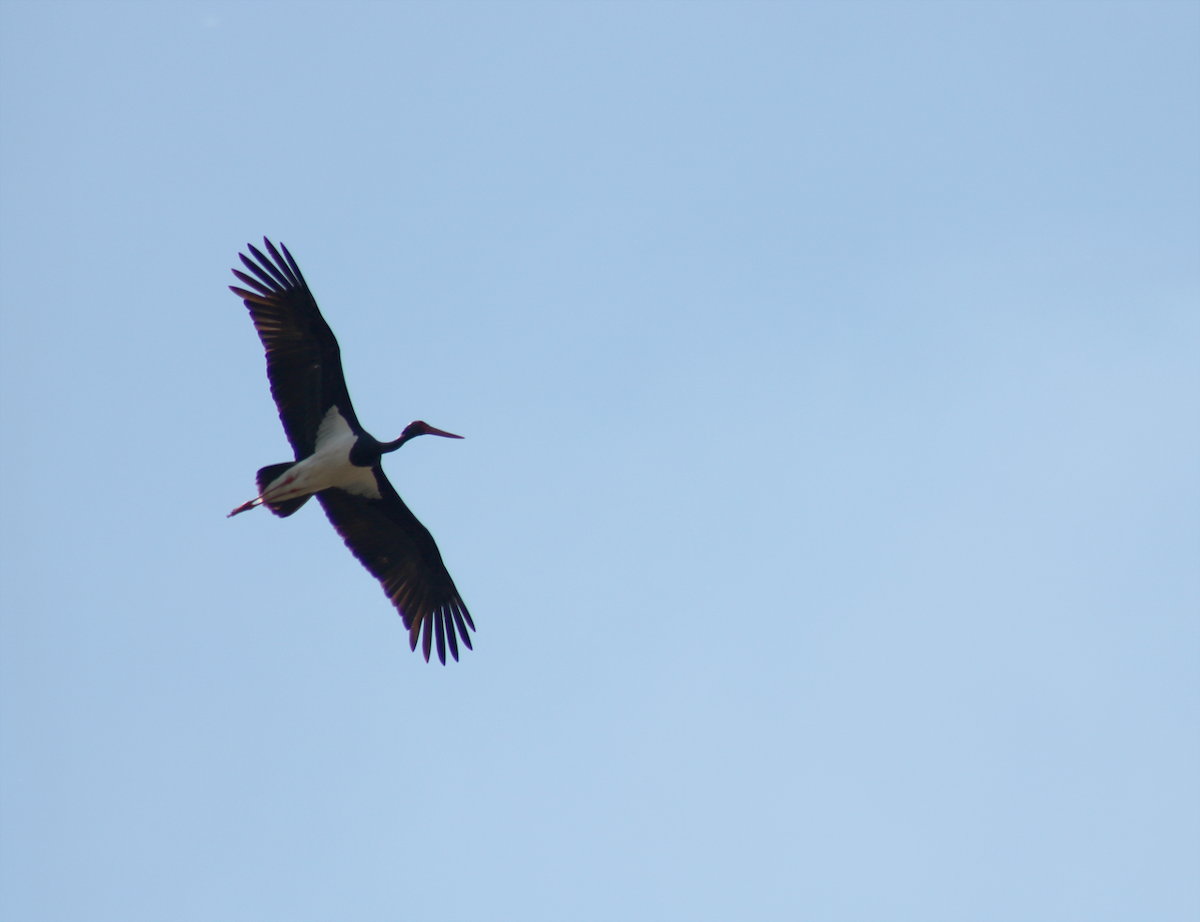 Black Stork - ML153190141