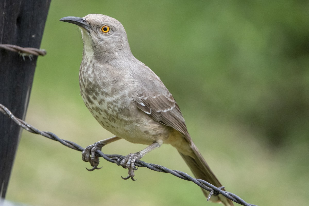 Curve-billed Thrasher - Scott Young