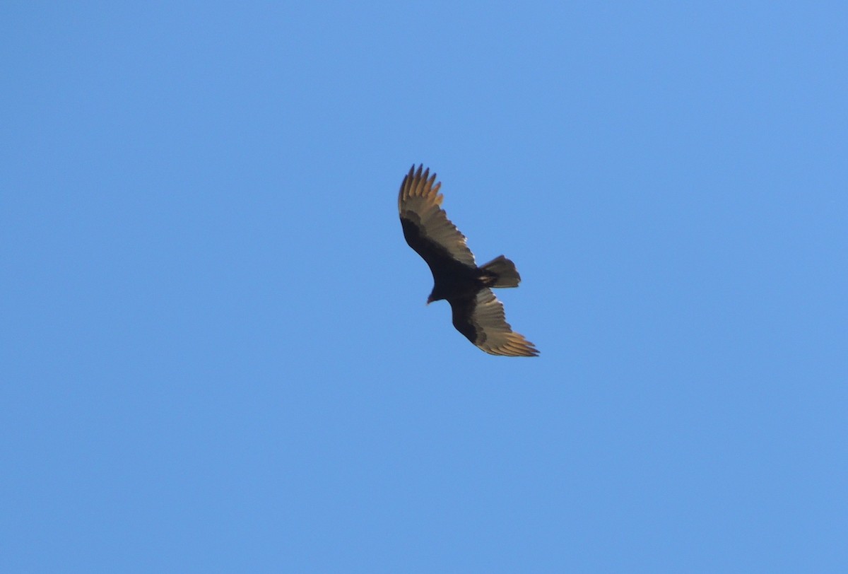 Lesser Yellow-headed Vulture - ML153193361