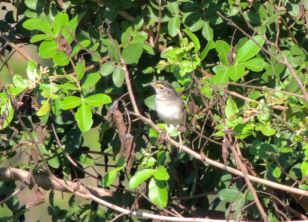 Grassland Sparrow - ML153193901