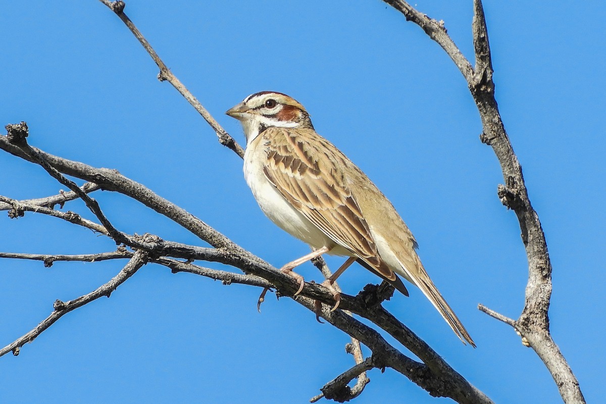 Lark Sparrow - Susan Voelker