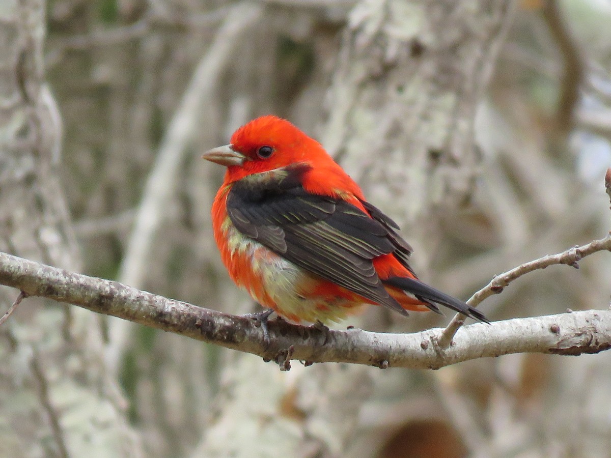 Scarlet Tanager - ML153195581