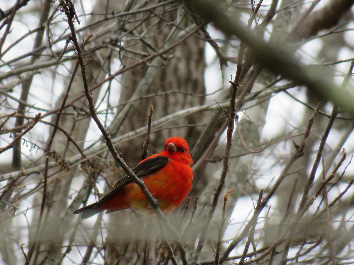 Scarlet Tanager - ML153195601