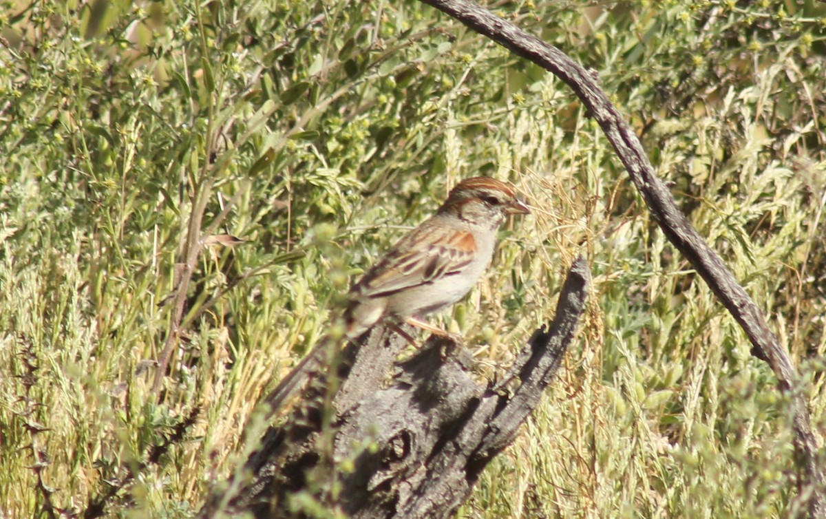 Rufous-winged Sparrow - Jennifer Werrell