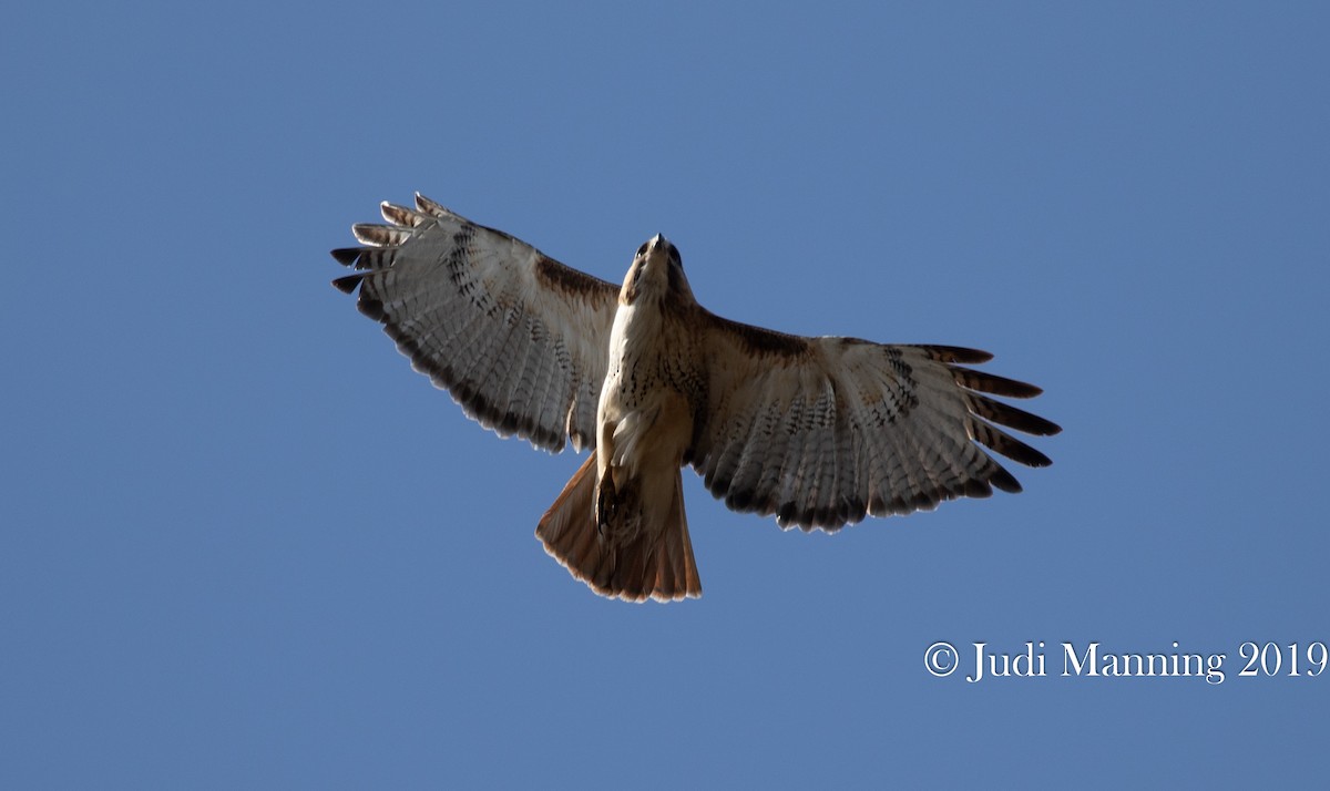 Red-tailed Hawk - Carl & Judi Manning