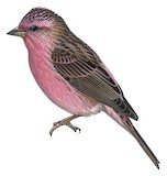 Pink-rumped Rosefinch Illustration