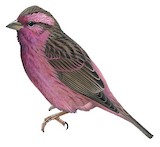 Chinese Beautiful Rosefinch Illustration