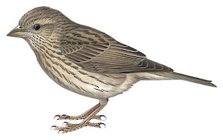 Carpodacus pulcherrimus pulcherrimus