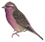 Himalayan Beautiful Rosefinch Illustration