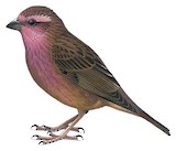 Dark-rumped Rosefinch Illustration