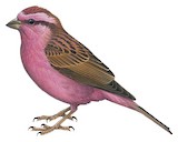 Pink-browed Rosefinch Illustration