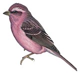 Sharpe's Rosefinch Illustration