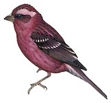 Spot-winged Rosefinch Illustration