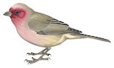 Pale Rosefinch Illustration