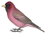 Tibetan Rosefinch Illustration