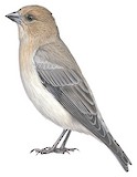 Sillem's Rosefinch Illustration