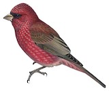 Great Rosefinch Illustration