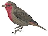 Red-fronted Rosefinch Illustration