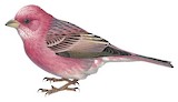 Pallas's Rosefinch Illustration