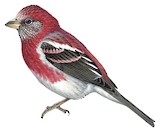 Three-banded Rosefinch Illustration