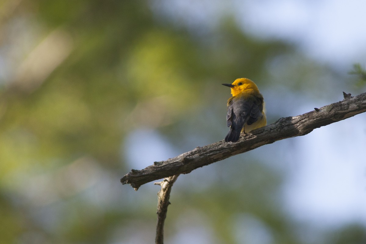 Prothonotary Warbler - ML153197961