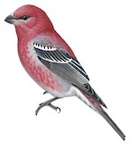 Pine Grosbeak Illustration