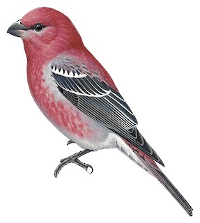 Pine Grosbeak Pinicola Enucleator Birds Of The World