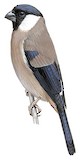 White-cheeked Bullfinch Illustration