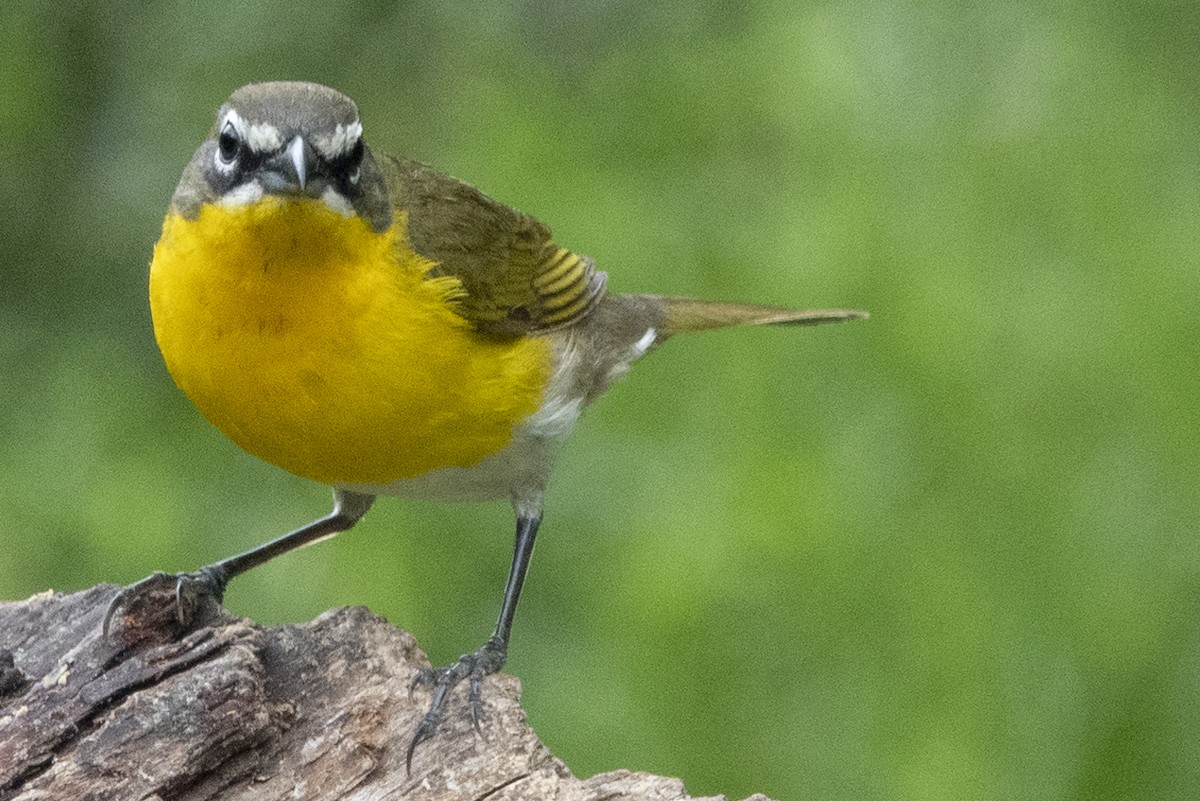 Yellow-breasted Chat - Scott Young