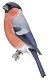 Eurasian Bullfinch Illustration