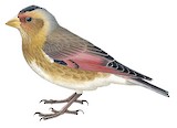 Asian Crimson-winged Finch Illustration