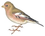 Mongolian Finch Illustration