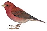 Blanford's Rosefinch Illustration