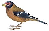 Spectacled Finch Illustration