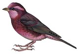 Dark-breasted Rosefinch Illustration