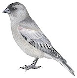 Brandt's Mountain Finch Illustration